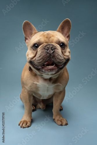 portrait of a French Bulldog © Luiza