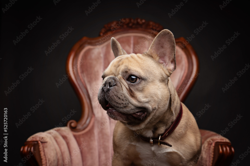 portrait of a French Bulldog