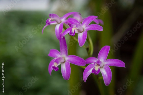 close up of purple flowers