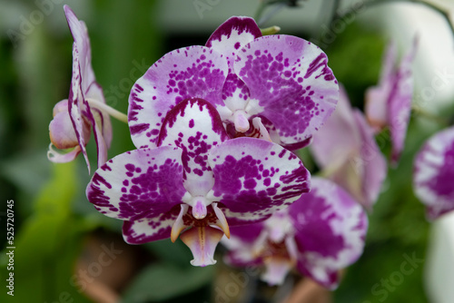 purple orchid flower