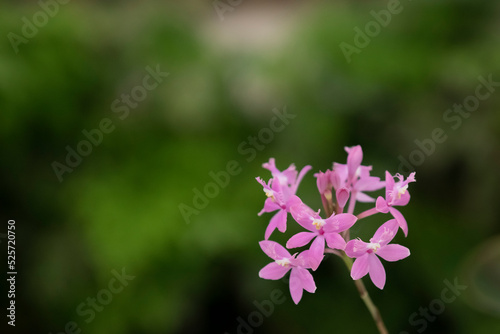 flowers in the garden