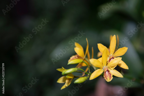 close up of a flower