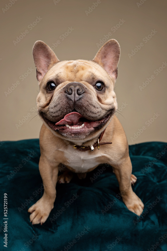 portrait of a French Bulldog