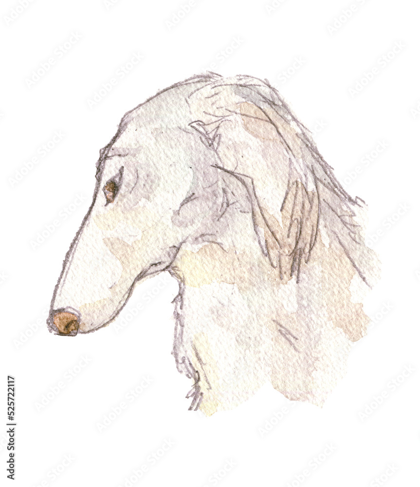 ボルゾイ 大型犬 Images Browse 79 Stock Photos Vectors And Video Adobe Stock