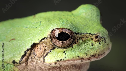 Close-up shot of a  Gray Treefrog sitting on a branch. Shot in Minnesota. photo