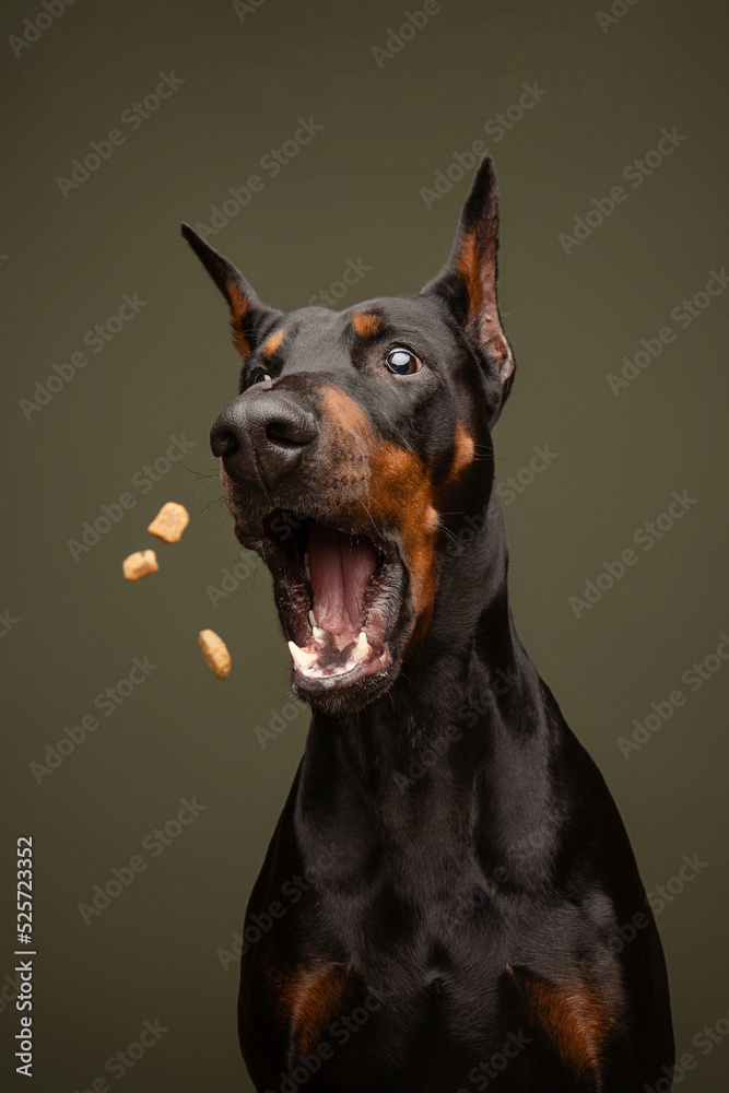 Doberman funny action shot Doberman funny action shot