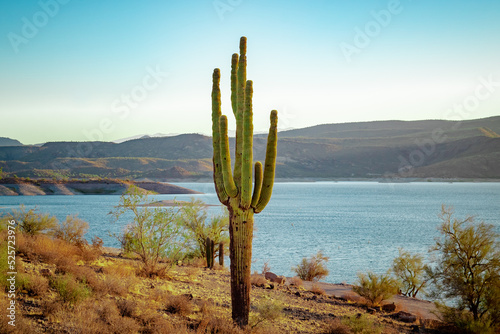 Saguaro cactus and mountains at Lake Pleasant in the Phoenix Arizona Sonoran Desert © Jacki