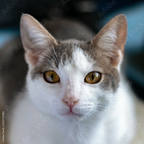 portrait of a cat © Valee