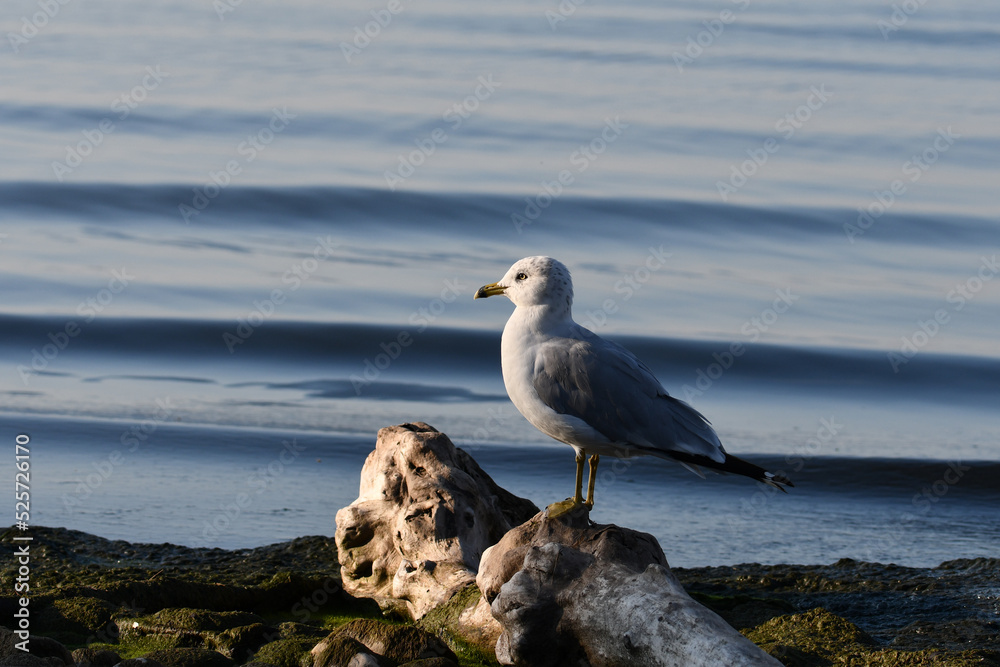 Ring-billed gull stands perched on driftwood along shore of lake Ring-billed gull stands perched on driftwood along shore of lake