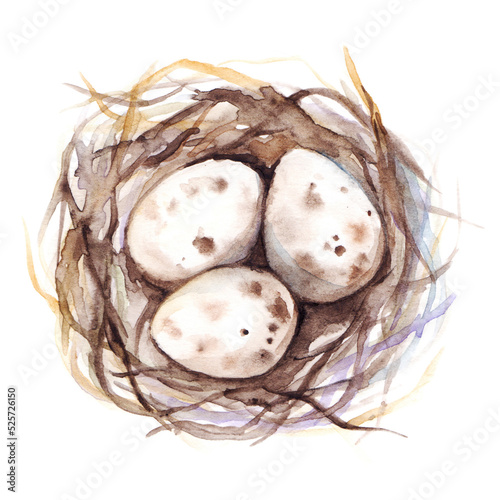 Watercolor hand drawn nest with quail eggs isolated art
