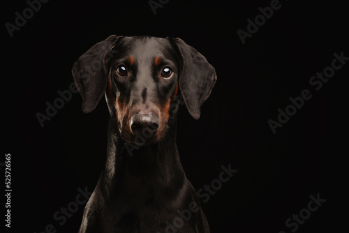 Portrait of a Doberman on black background © Luiza
