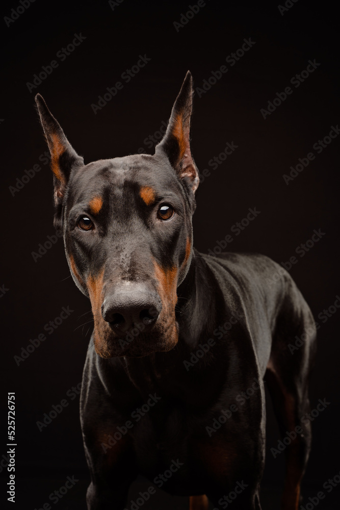Portrait of a Doberman on black background