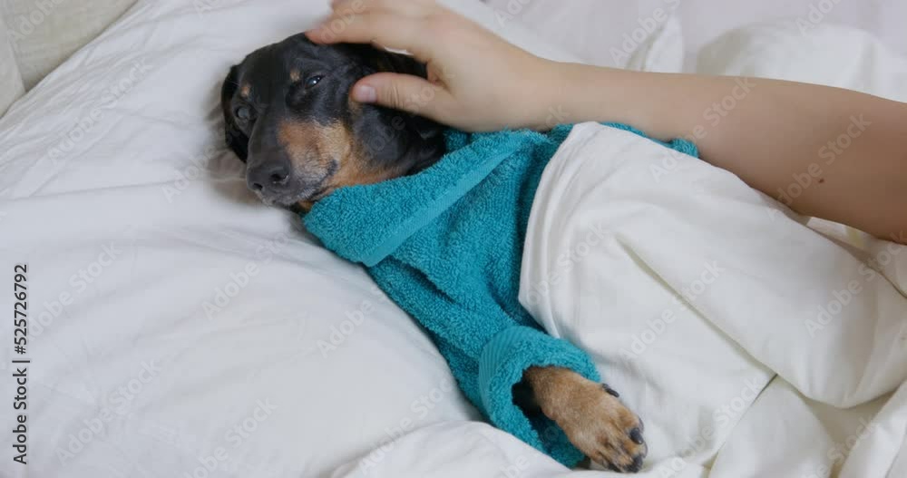 Poor sick dachshund dog in a blue terry dressing gown. Pet is lying in bed under a duvet, and owner feels sorry for it and takes care of it, making a massage, top view. Poor sick dachshund dog in a blue terry dressing gown. Pet is lying in bed under a duvet, and owner feels sorry for it and takes care of it, making a massage, top view.