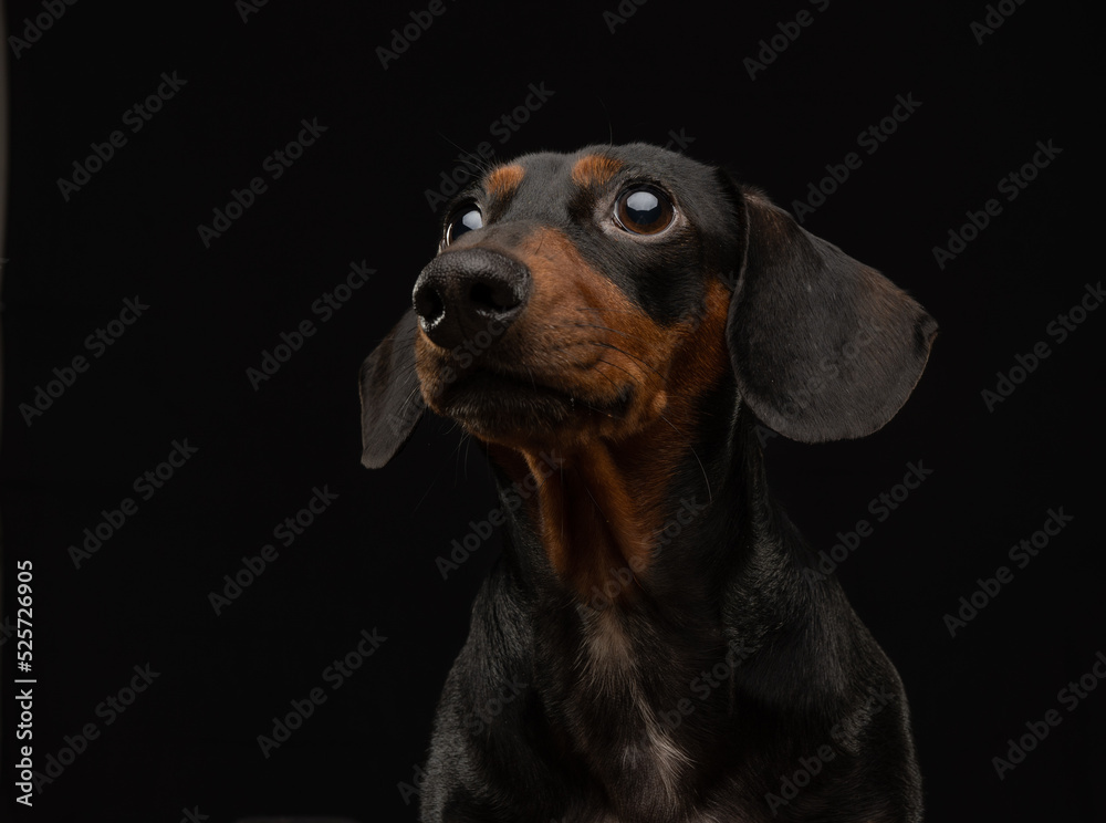 Portrait of a Dachshund on black background