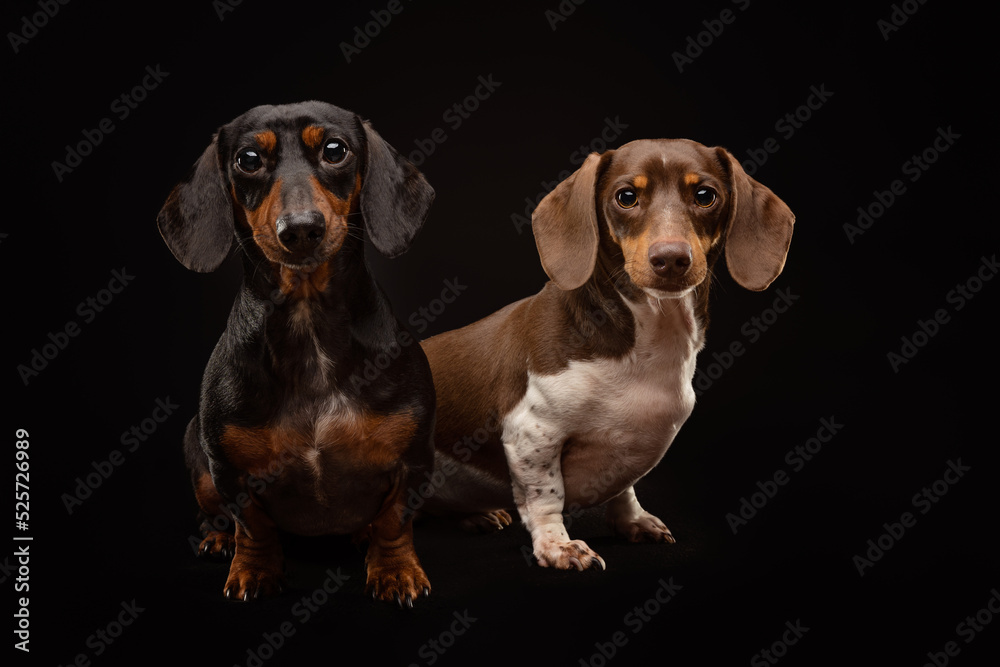 Portrait of two Dachshunds on black background