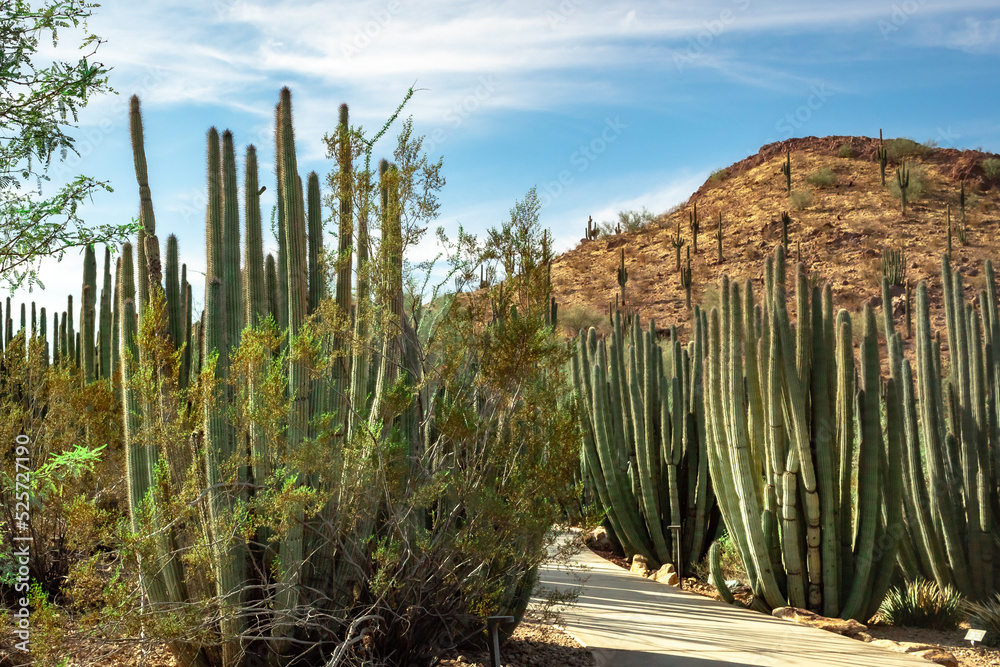 Saguaro cactus in a field and mountains in the Sonoran Desert in Phoenix Arizona Botanical Garden