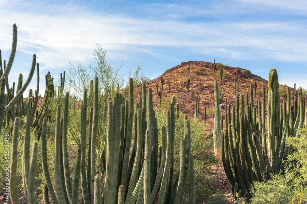 Saguaro cactus in a field in the Sonoran Desert in Phoenix Arizona Botanical Garden Saguaro cactus in a field in the Sonoran Desert in Phoenix Arizona Botanical Garden