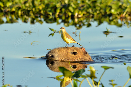 capybara with a bird 2 photo