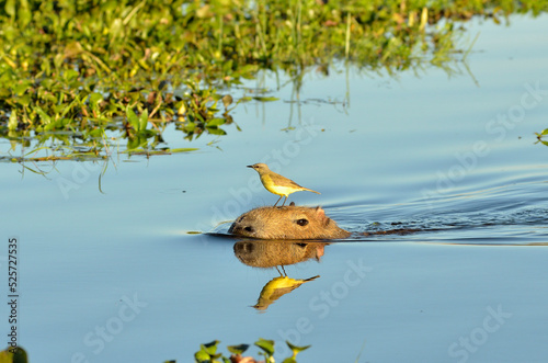 capybara with a bird 1