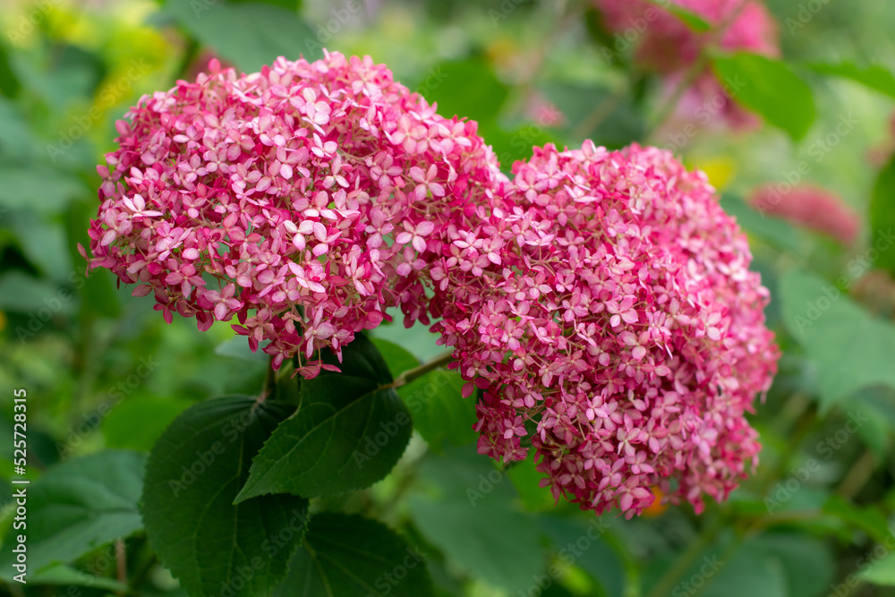 Pair of pink hydrangea inflorescences in the garden close-up Pair of pink hydrangea inflorescences in the garden close-up
