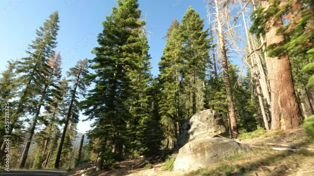 Driving Through the Sequoia National Park on a Sunny Day with Blue Sky
Driving Through the Sequoia National Park on a Sunny Day with Blue Sky