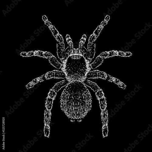 Red Knee Tarantula hand drawing vector illustration isolated on black background