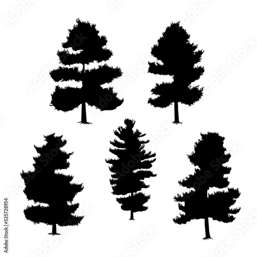 pinus strobus silhouette hand drawing vector illustration isolated on background