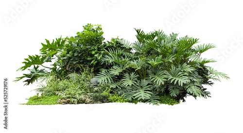 Flower bush shrub tree plant isolated tropical jungle plant with clipping path. photo