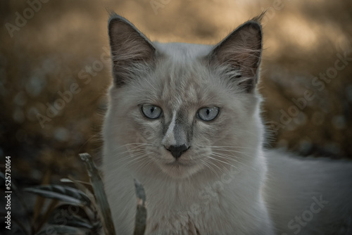 portrait of a cat © Wanfarook