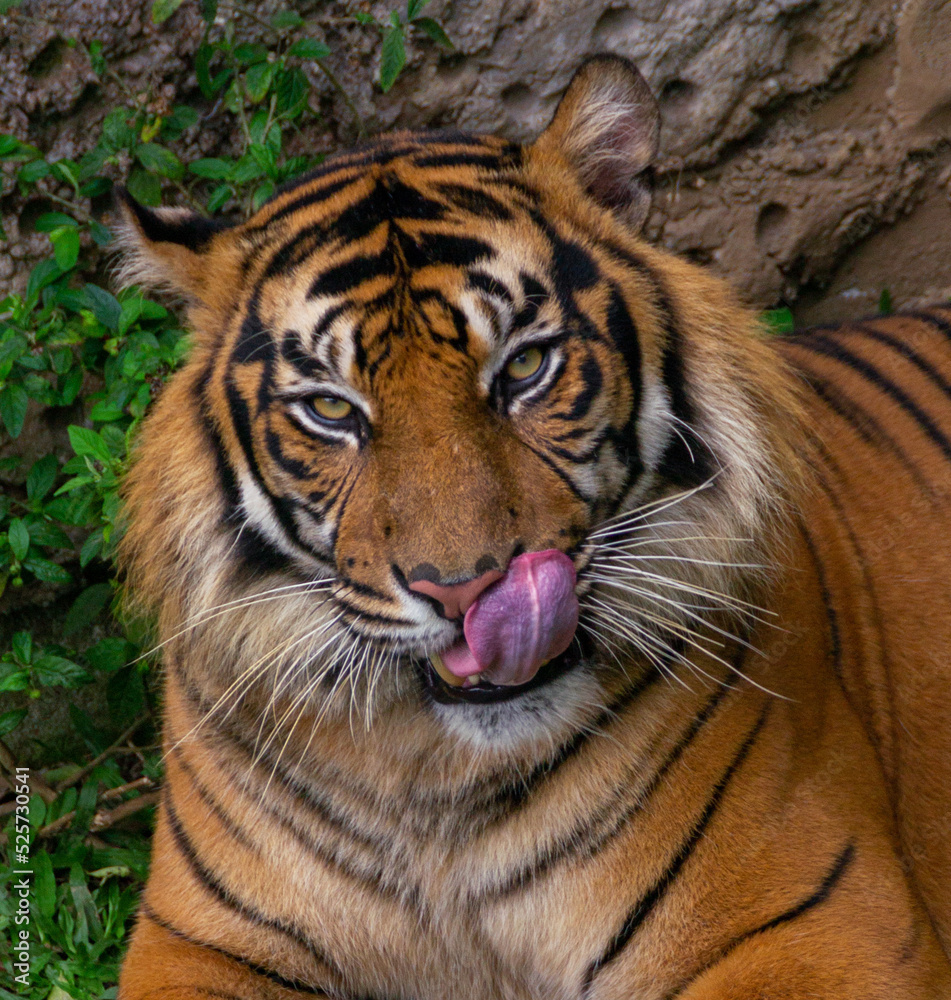 Obraz premium portrait of a sumatran tiger