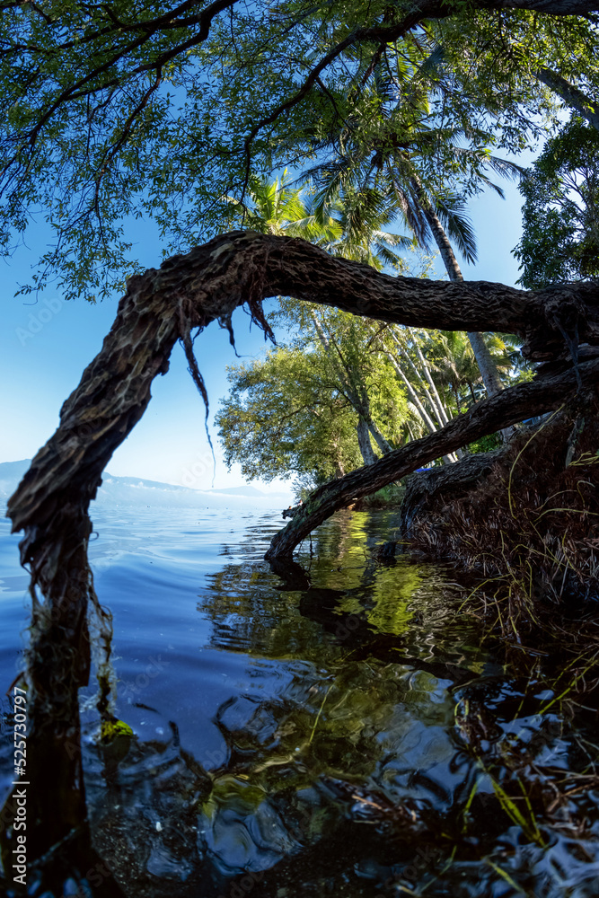 Fototapeta premium landscape of trees in the water of lake