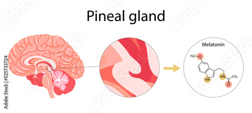 Melatonin hormone. Pineal gland anatomical cross section.