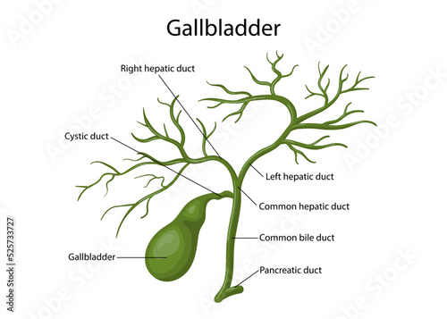 Gallbladder, human digestive system for anatomy vector illustration.