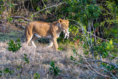 lioness carrying cub in mouth. Kenya