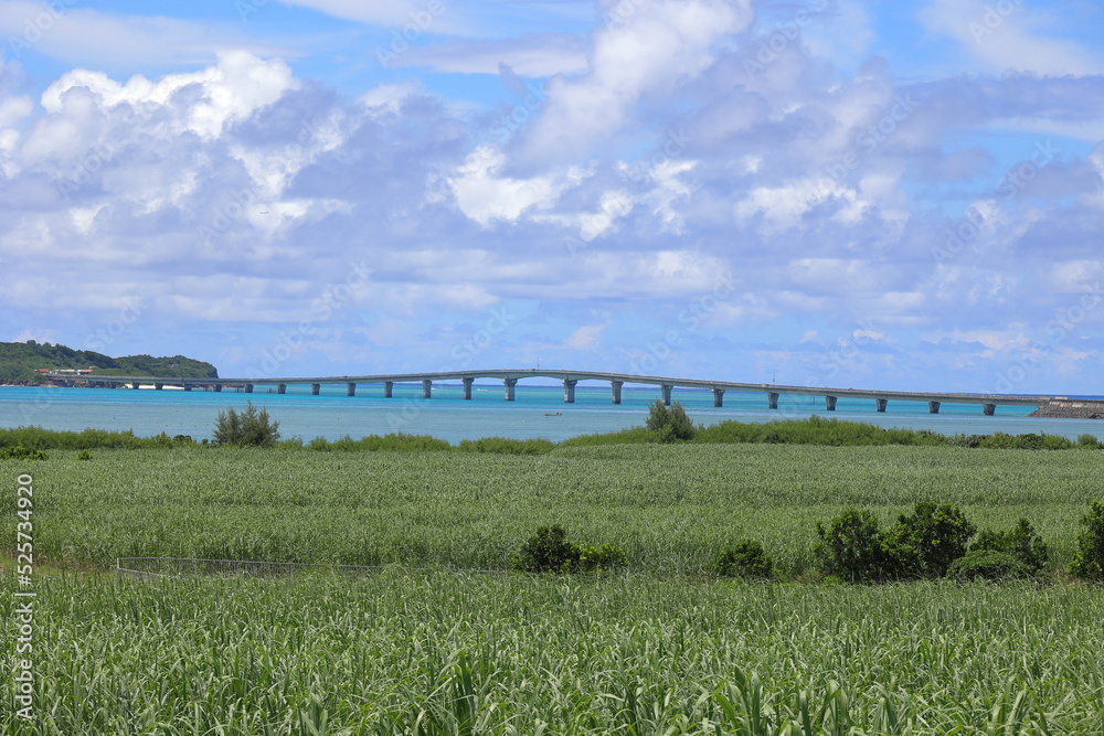 サトウキビ畑の向こうに橋が見える風景