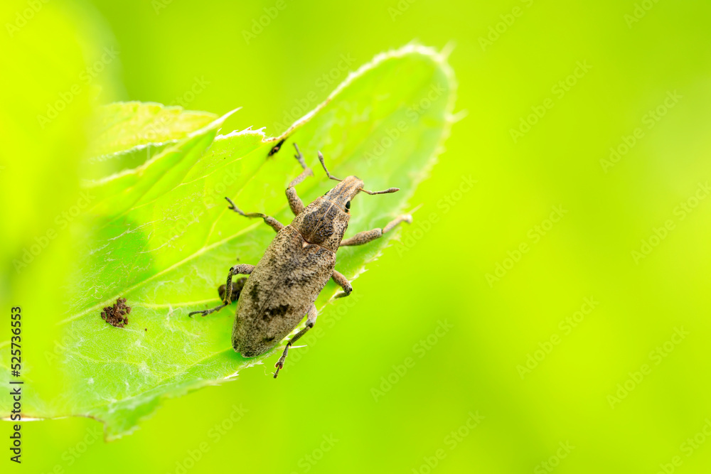 Lepyrus japonicus Roelofs on a leaf, weevil on plant in the wild Lepyrus japonicus Roelofs on a leaf, weevil on plant in the wild