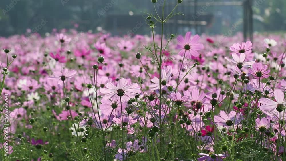 Pink white cosmos bipinnatus blossom field with reflection from sunlight in morning background Pink white cosmos bipinnatus blossom field with reflection from sunlight in morning background