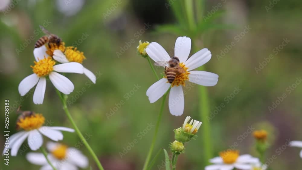 Back jack flower field ( white bidens pilosa ) blooming with tropical swarm of bees drinking nectar and light wind in garden background Back jack flower field ( white bidens pilosa ) blooming with tropical swarm of bees drinking nectar and light wind in garden background