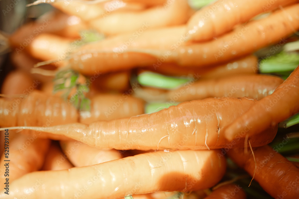 Agriculture, vegetables and plants in nature for healthy diet, sustainable lifestyle and natural farming in the countryside. Organic, green and orange carrot on farm for market and vitamin nutrition Agriculture, vegetables and plants in nature for healthy diet, sustainable lifestyle and natural farming in the countryside. Organic, green and orange carrot on farm for market and vitamin nutrition
