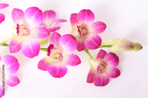 Pink orchids isolated on white background