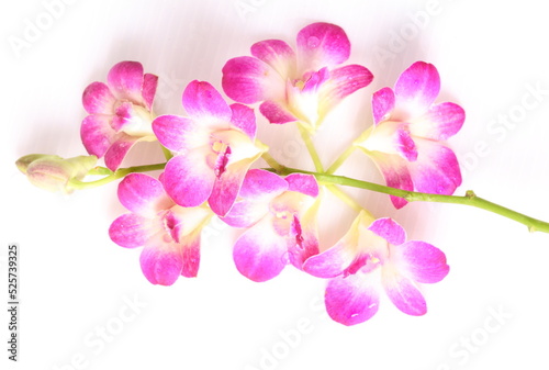 Pink orchids isolated on white background