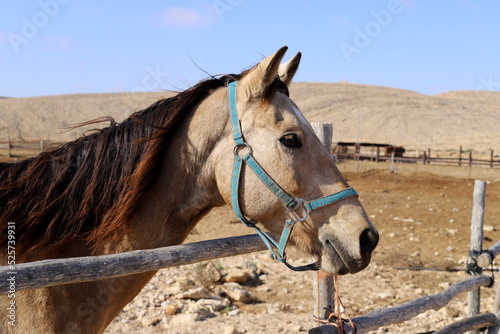 Domestic horses at a stable in Israel.