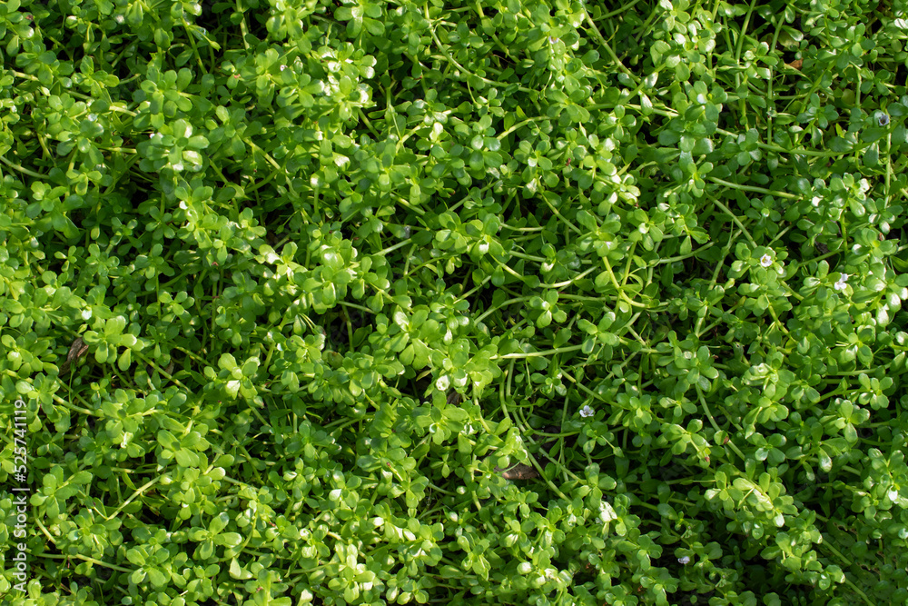 Green leaves on the ground background top view