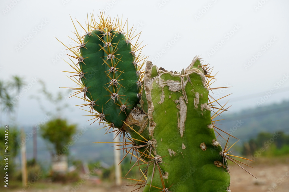 Naklejka premium prickly cactus plant in the wild 