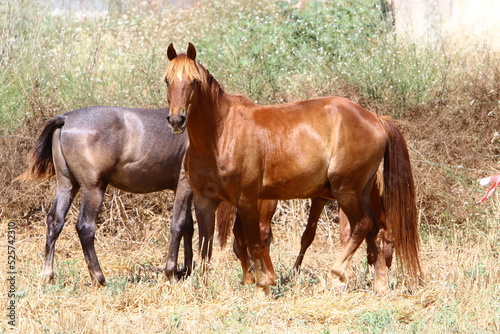 Domestic horses at a stable in Israel.