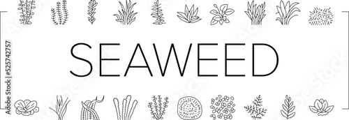 Aquatic Seaweed Natural Plant Icons Set Vector