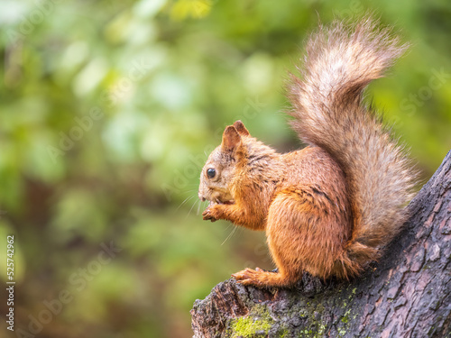 The squirrel with nut sits on tree in the autumn. Eurasian red squirrel, Sciurus vulgaris.