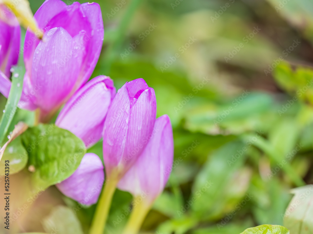 Purple primroses with water drops after rain