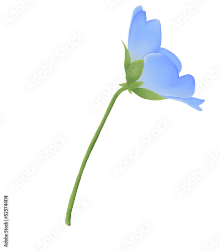 Blue flowers watercolor nemophila illustration.