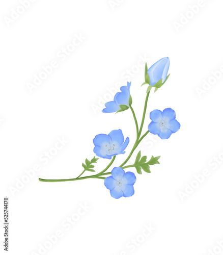 Blue flowers watercolor nemophila illustration.